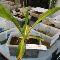 American Skunk Cabbage